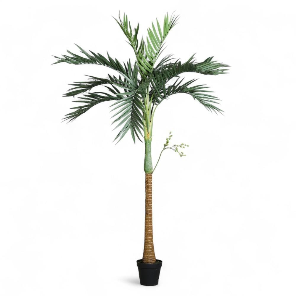 PIANTA DI PALMA H270